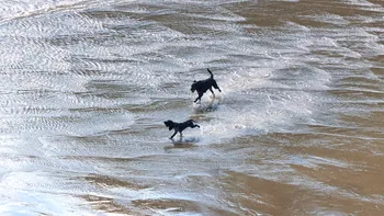 Two dogs playing on beach.jpg